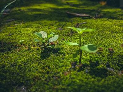 Consultoría de software para apoyar objetivos medioambientales