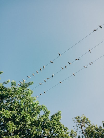 Migración de esquema de Postgres en vivo
