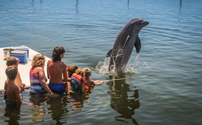 ¿Un hombre secuestró delfines en Florida?