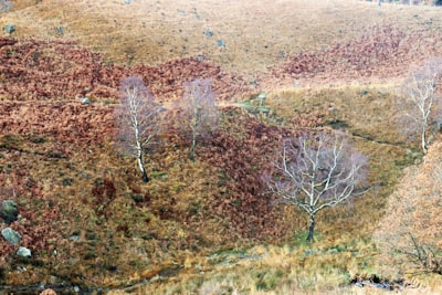Geometría de la fusión de modelos en el paisaje de pérdida