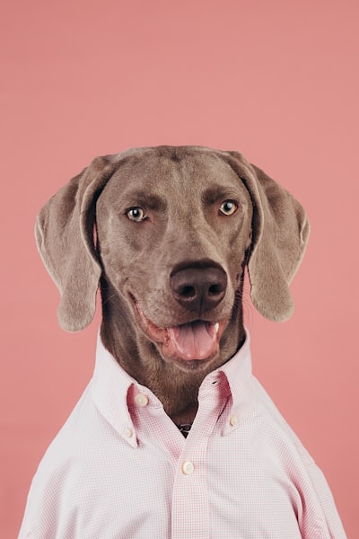 Empresa especializada en software de gestión veterinaria en Murcia