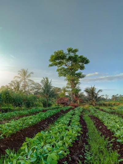 BASF Digital Farming implementa solución STAC en Amazon EKS
