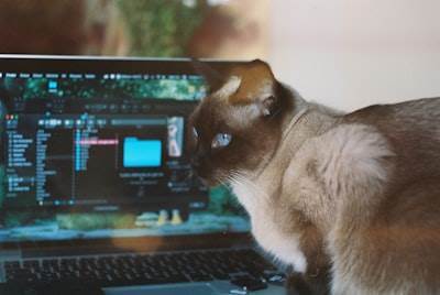 Estadísticas de video de mascotas virales