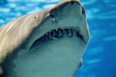 Ataque Megalodon: 5,561 repositorios de GitHub infectados con CI/CD malicioso