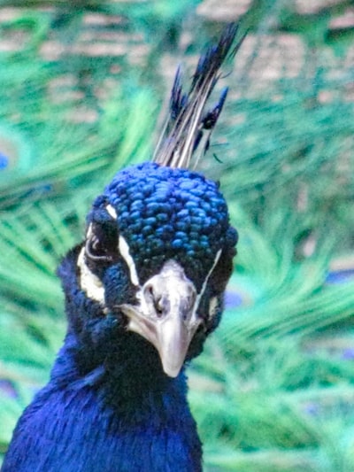Peacock, el rey de las series de confort: 7 series que lo demuestran