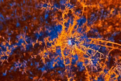 DSO: Dual-Scale Neural Operators for Stable Long-Term Forecasting of Fluid Dynamics