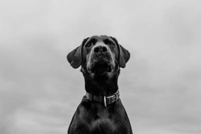 Generación de casos de prueba de IA con Apidog