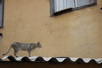 Chat de Liella