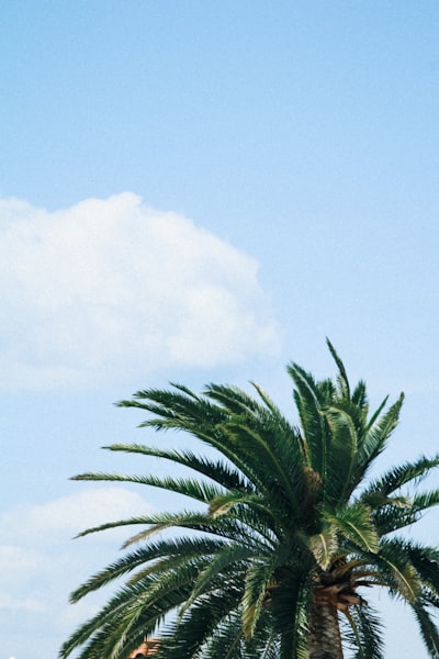 Mejores empresas de desarrollo de aplicaciones en Ibiza