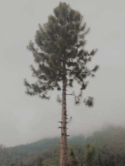 Aproximación de factor constante para el árbol de decisión uniforme