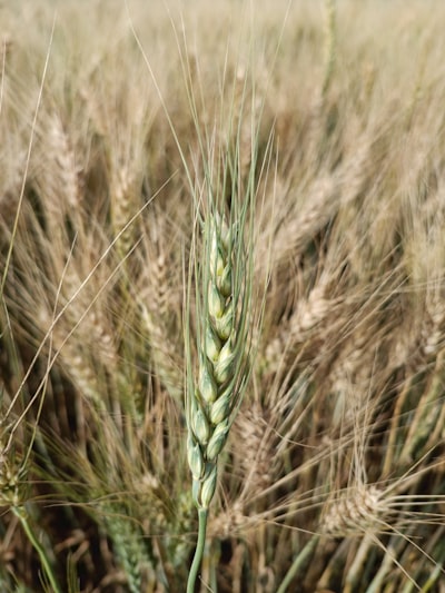 Dinámica de límites de grano no equilibrada con XPCS y aprendizaje automático adaptativo