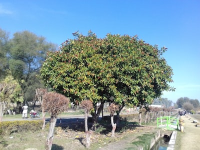Poda Estructurada Robusta para Grandes Modelos de Lenguaje