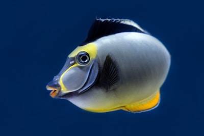 Impulsa tu shell de Fish con comandos de IA