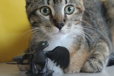El juguete preferido de mi gato con control remoto con 15% de descuento en la venta de primavera de Amazon