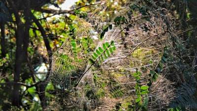 Implementa el Cumplimiento Sostenible con Tarantula