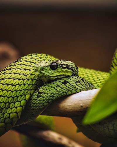 Gestiona versiones de Node.js y Python: Guía paso a paso