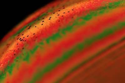 Integridad estructural de materiales biológicos extraterrestres: Evaluación automatizada