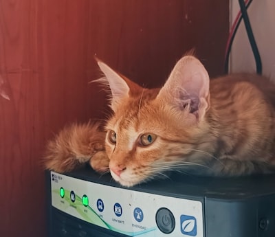 Cat5e funciona perfectamente: no actualices a Cat6
