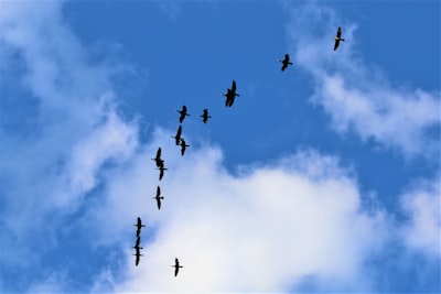 Beneficios de contratar una empresa de migración a la nube