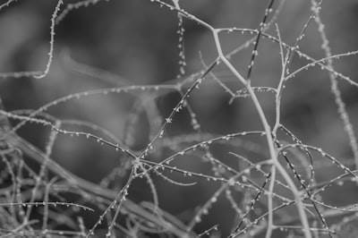 No necesariamente tener que seguir la estructura o gramaticalmente parecerse al texto original.
Dinamica de Redes Micorrízicas: H2 Generación y Movilización de Fósforo con Celdas Electroquímicas Micr