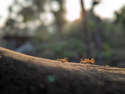 Introducing Real-Time API