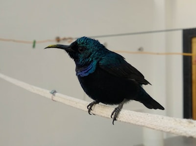 Un asistente para especies de aves: MAviS