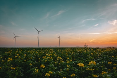 Software para operaciones: clave en la digitalización ecológica