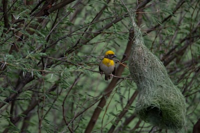 Vulnerabilidades de MetInfo y Weaver E-cology en el punto de mira
