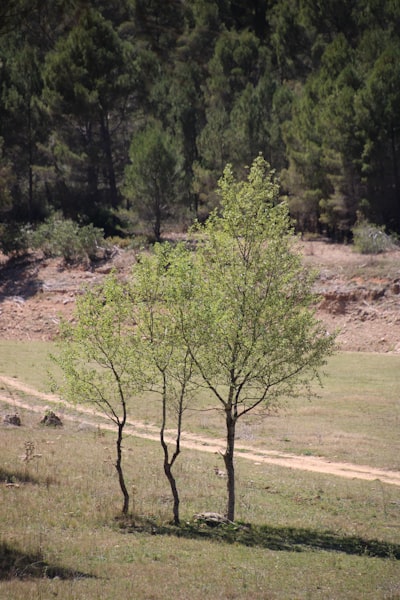 Alineando el bosque y los árboles en imágenes y leyendas largas