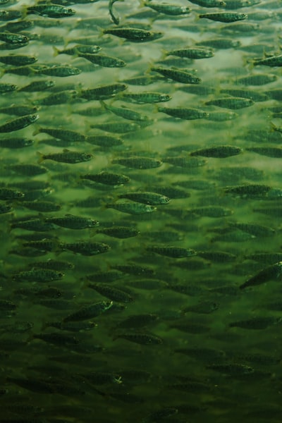 Adaptive Neuro-Symbolic Planning for Sustainable Aquaculture Monitoring Systems for Low-Power Autonomous Implementations