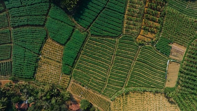 Building an Agricultural Database for Farmers