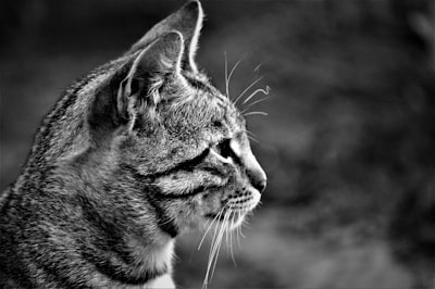 Gato salvaje: Atención casi lineal