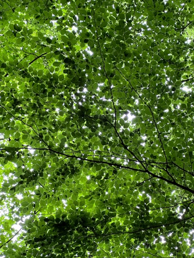 Detección fuera de distribución en cáncer de pulmón con bosques aleatorios profundos.