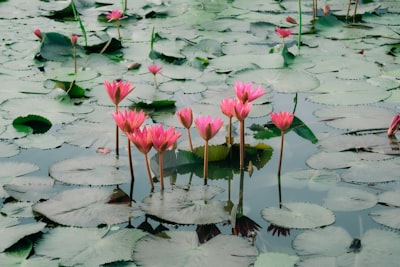Casos de uso comunes para reemplazar Lotus Notes con una web app