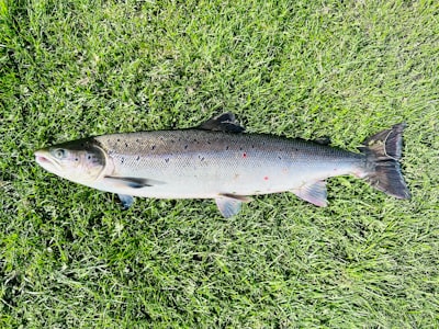 Salmon in the Loop