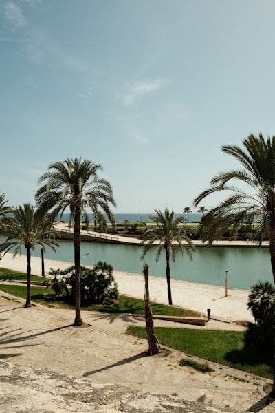 Profesional crea app de ChatGPT en Palma
