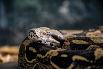 Desarrollando un Agente Autónomo de Fijación de Precios con Python