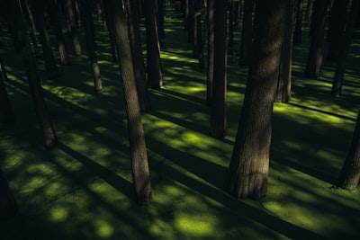 Trabajando con el Algoritmo Random Forest en Machine Learning