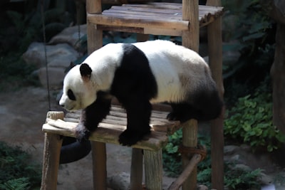 Cuando Pandas sugiere APIs obsoletas y CI guarda silencio