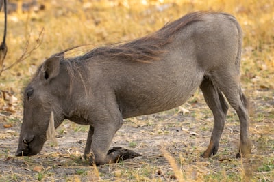 Presentando Aardvark: el agente de seguridad de OpenAI