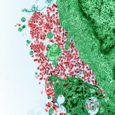 Erradicación de MDSC mediante conjugados anticuerpo-medicamento