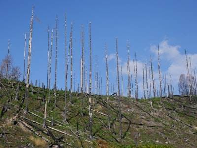 Análisis de redes temporales multi-modales para predecir cambios en la resiliencia forestal