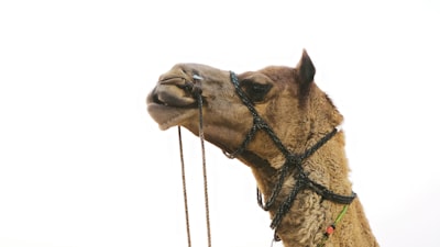 CAMEL: Reflexión Controlada por Confianza para Recompensas