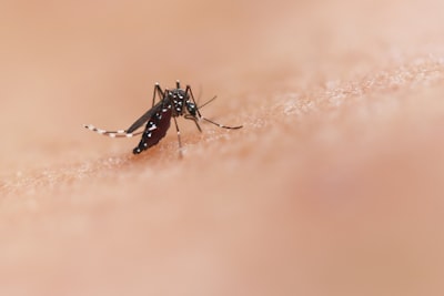 El ajo repele mosquitos y bloquea su reproducción