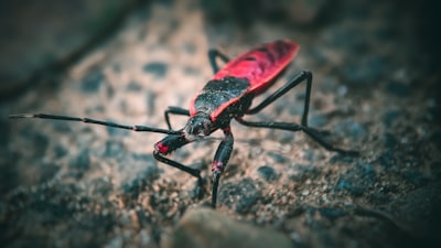 Los 10 Bugs más interesantes de C# en código abierto en 2025