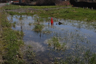 Reutilización y evaluación del marcado de agua por envenenamiento en aprendizaje contrastivo