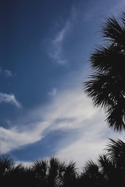 Costo de una empresa de desarrollo de aplicaciones móviles en Florida
