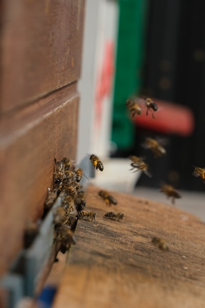 Detectando Canibalización de Palabras Clave