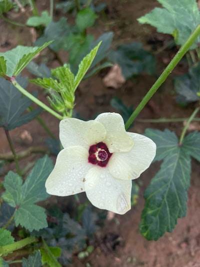 Cotton Flower OM Bhakti