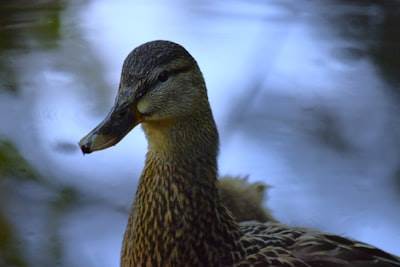 El Pato que Habla